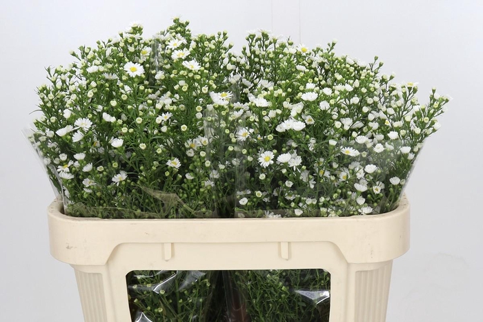 <h4>Aster Paquita</h4>