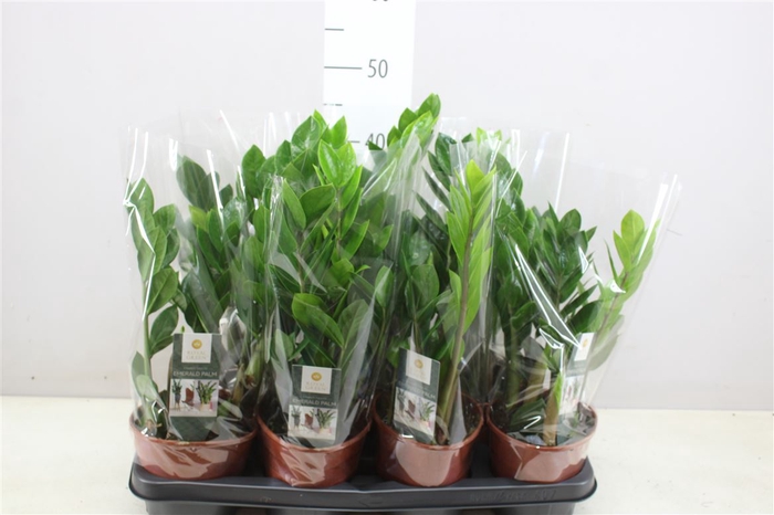 Zamioculcas 4+