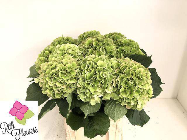 <h4>HYDR M CH VERENA CL</h4>