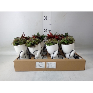 Arr.   Kamerplant Groen L%