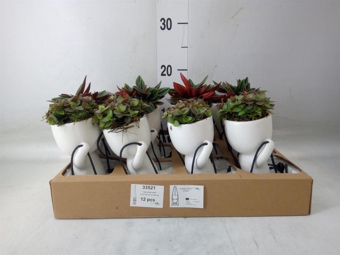 <h4>Arr. Kamerplant Groen L%</h4>