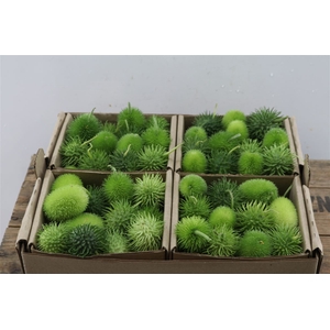 Sier Cucumis Maureen / Egel Mix X4