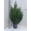 Juni Ch Stricta