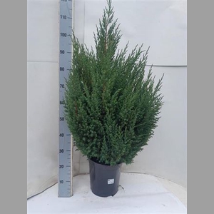Juni Ch Stricta