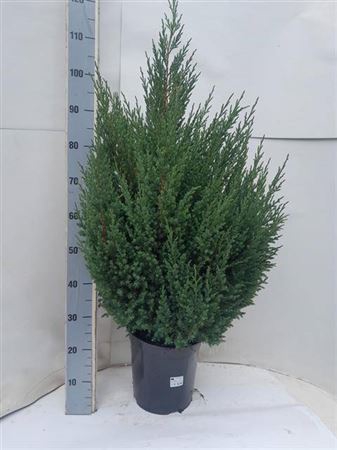 Juni Ch Stricta