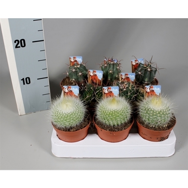 <h4>Cactus 8,5 cm luxe bollenmix op rij met foto-etiket</h4>