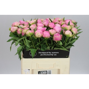 Paeonia Pink Giant A2