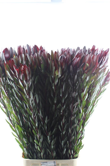 <h4>Leucad Saf Sunset</h4>