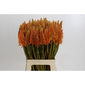 Kniphofia Eycone Orange