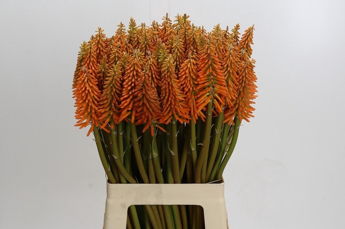 Kniphofia Eycone Orange