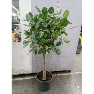 Ficus benghalensis 'Audrey'