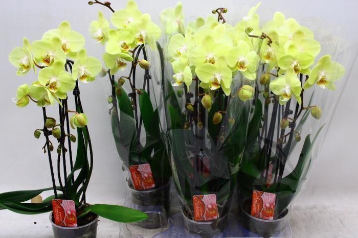 <h4>PHAL EL CASCADE</h4>