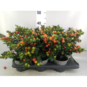 Solanum pseudocapsicum 'Bartoli'