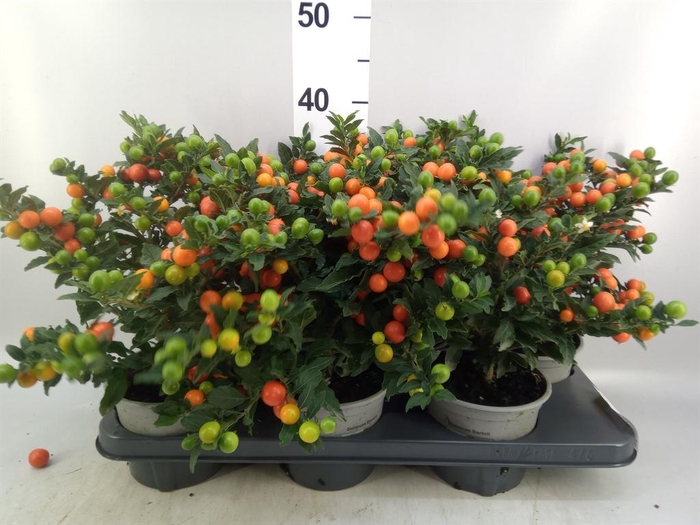 <h4>Solanum pseudocapsicum 'Bartoli'</h4>