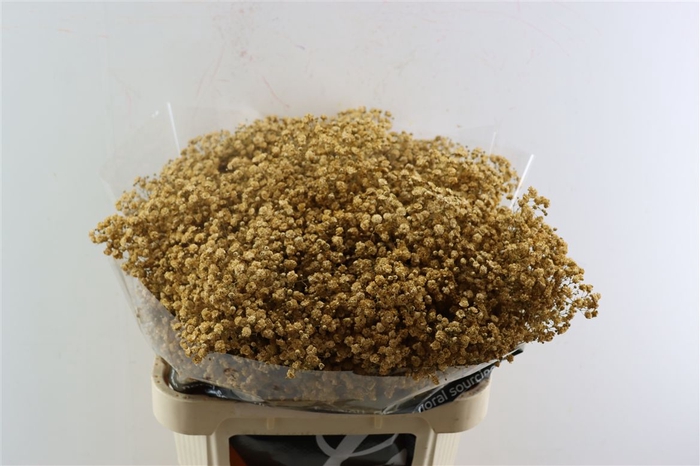 <h4>Gyps Grof Cappuccino (dip)</h4>