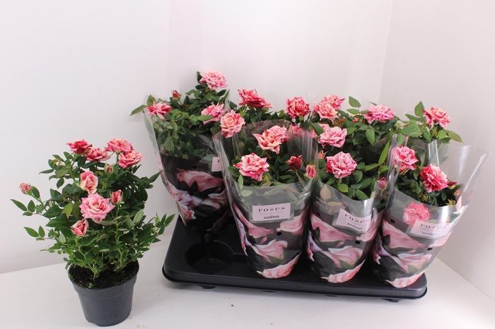 <h4>RO GANNA HIT</h4>