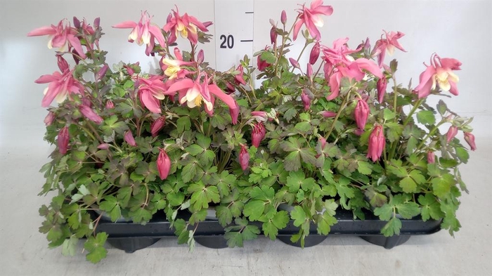 <h4>Aquilegia caerulea</h4>