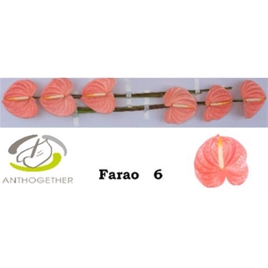 Anth A Farao 6