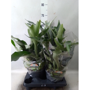 Platycerium bifurc.