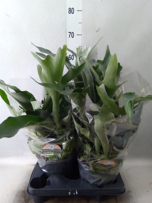 <h4>Platycerium bifurc.</h4>