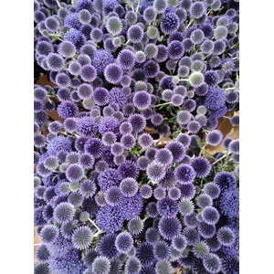 FREILAND ECHINOPS