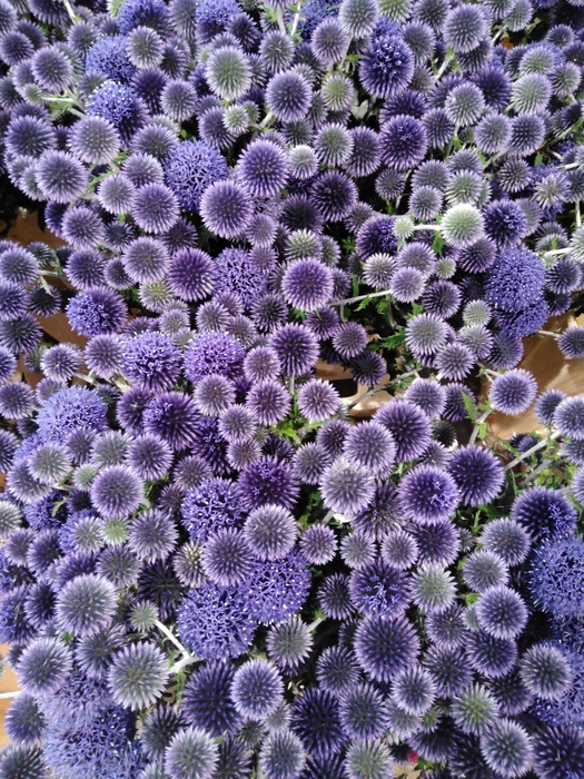 FREILAND ECHINOPS