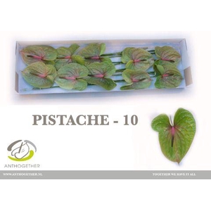 ANTH A PISTACHE 10