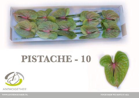 <h4>ANTH A PISTACHE</h4>