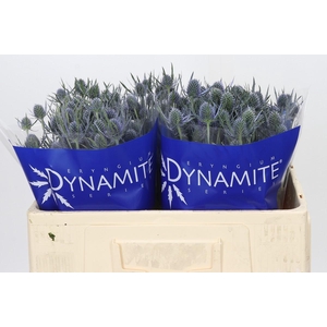 Eryngium Blue Dynamite