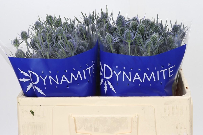 <h4>Eryngium Blue Dynamite</h4>