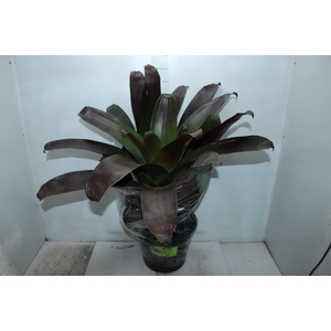 BROMELIA IMPERIAL P27 VERMELHO