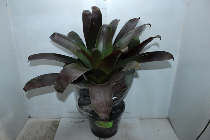 BROMELIA IMPERIAL P27 VERMELHO