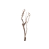 Syringa Branch Extra Moryl