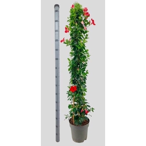 MANDE SUN VELVET RED