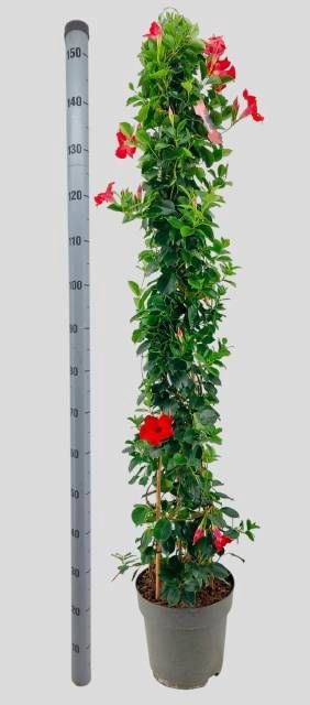 <h4>MANDE SUN VELVET RED</h4>