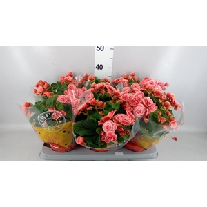 Begonia elat. DU 'Borias'