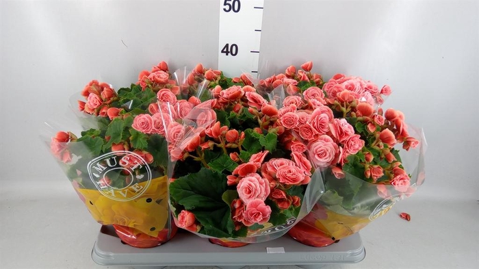 <h4>Begonia elat. DU 'Borias'</h4>