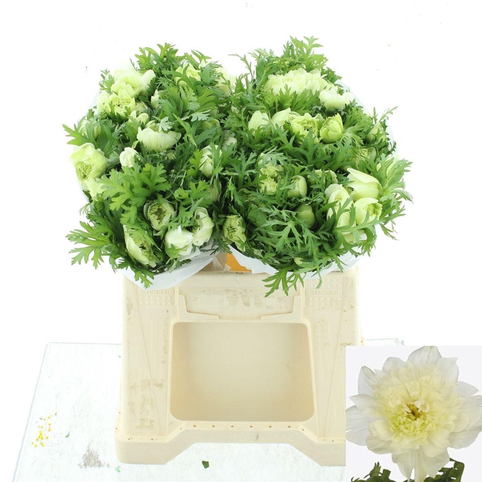 <h4>ANEM CO FSTAR P WHIT</h4>