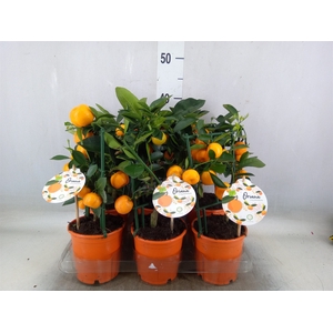 Citrofortunella microcarpa