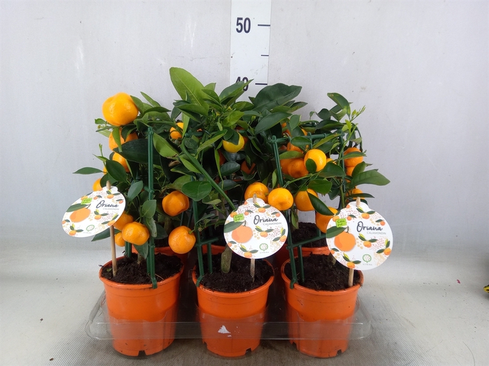 <h4>Citrofortunella microcarpa</h4>