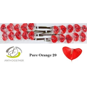 Anthurium andr. 'Pure Orange'