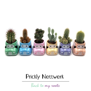 CACTUS OV