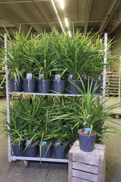 <h4>arr8 Cord In Peko</h4>