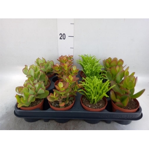 Crassula   ...