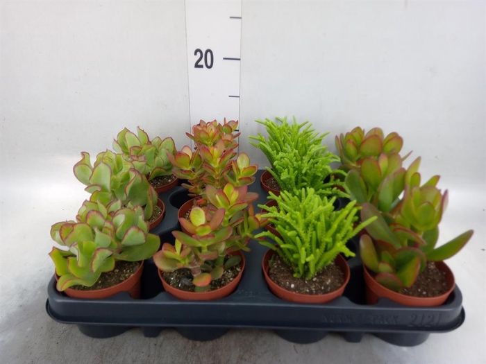 <h4>Crassula   ...</h4>