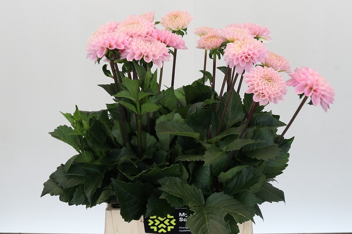 Dahlia Wizard of Oz