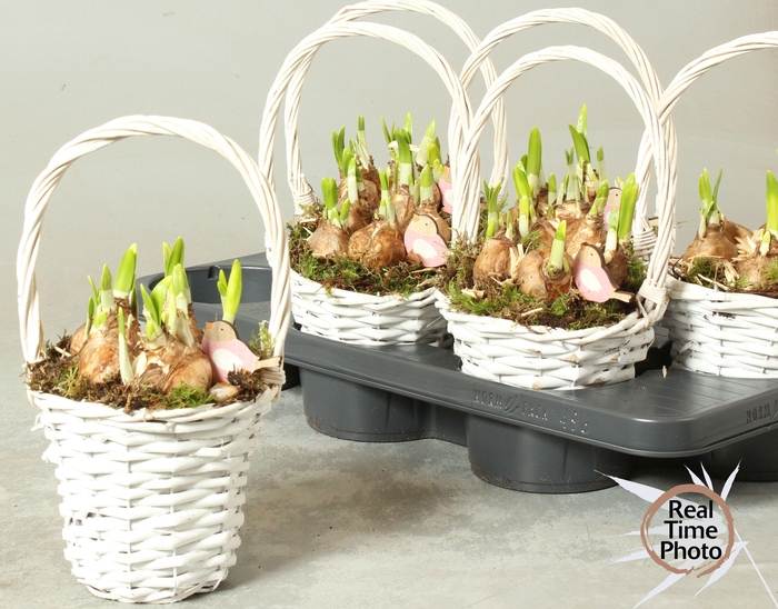 <h4>ARR NARCISSUS</h4>