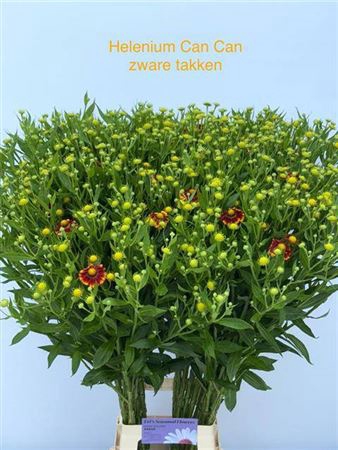 <h4>Helenium Can Can</h4>