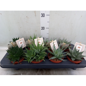 Aloe  'Safari'   ...mix