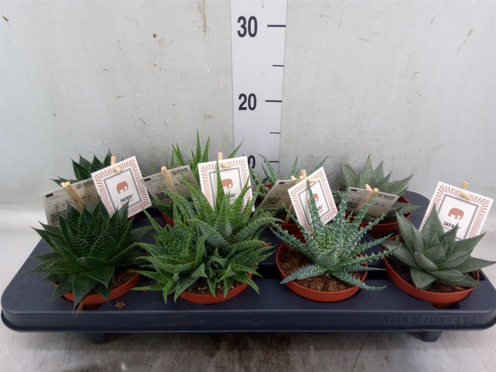 <h4>Aloe  'Safari'   ...mix</h4>
